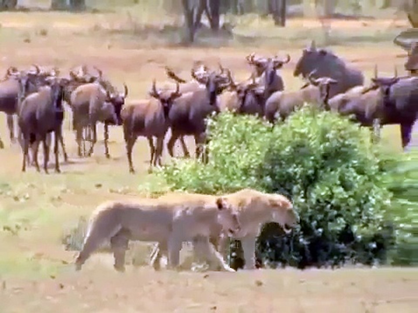 ⁣Living with LIONS - Animals/Wildlife/Nature Documentary