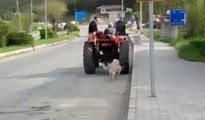 Köpeğe işkence kamerada: Traktörün arkasında sürükledi