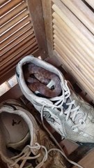Regardez ce que cet australien a trouvé dans sa chaussure... Dangereux comme pays