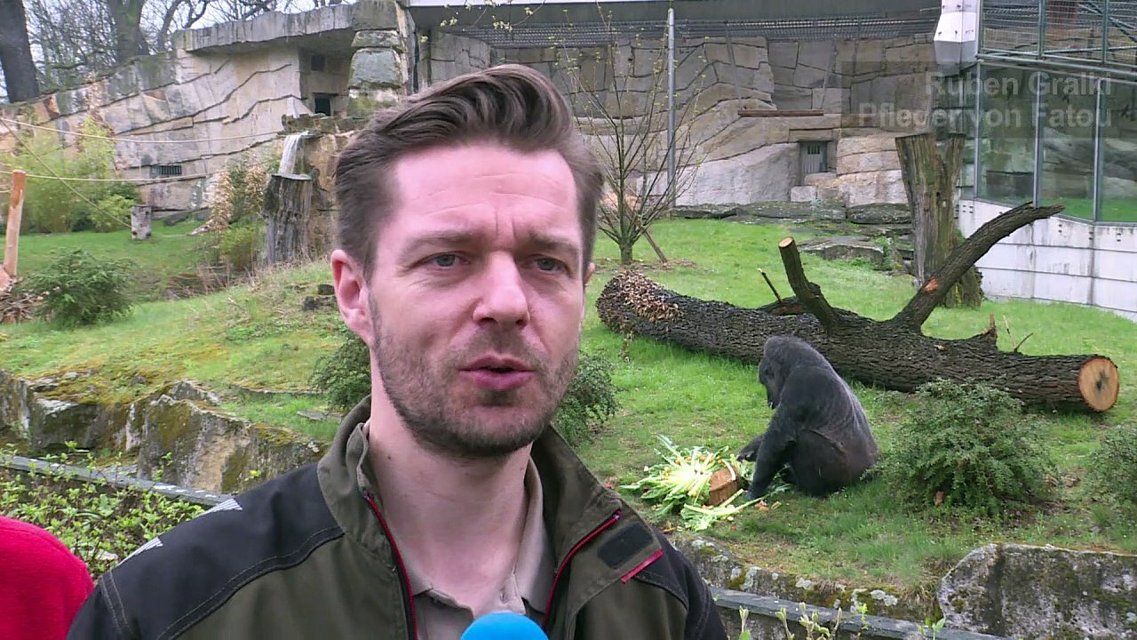 Europas ältester Gorilla feiert 61. Geburtstag