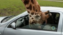 Vidéo choc : une girafe se penche dans la voiture... et cet homme a un très mauvais réflexe !