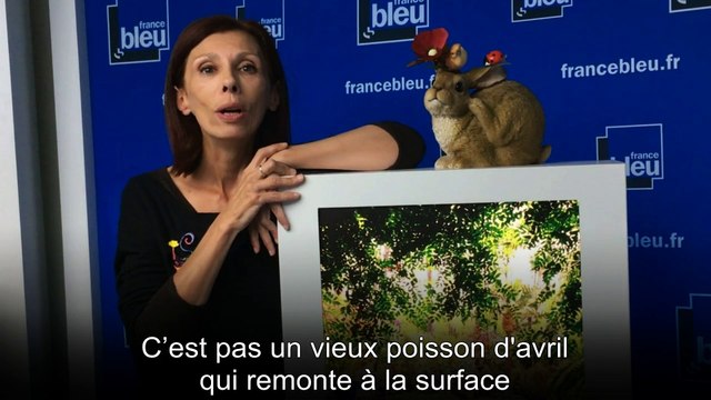 J'y crois pas ! - Les baleines boréales chantent du jazz