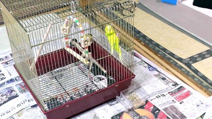 お尻フリフリ発情！注意された時だけやめるセキセイインコすずちゃん
