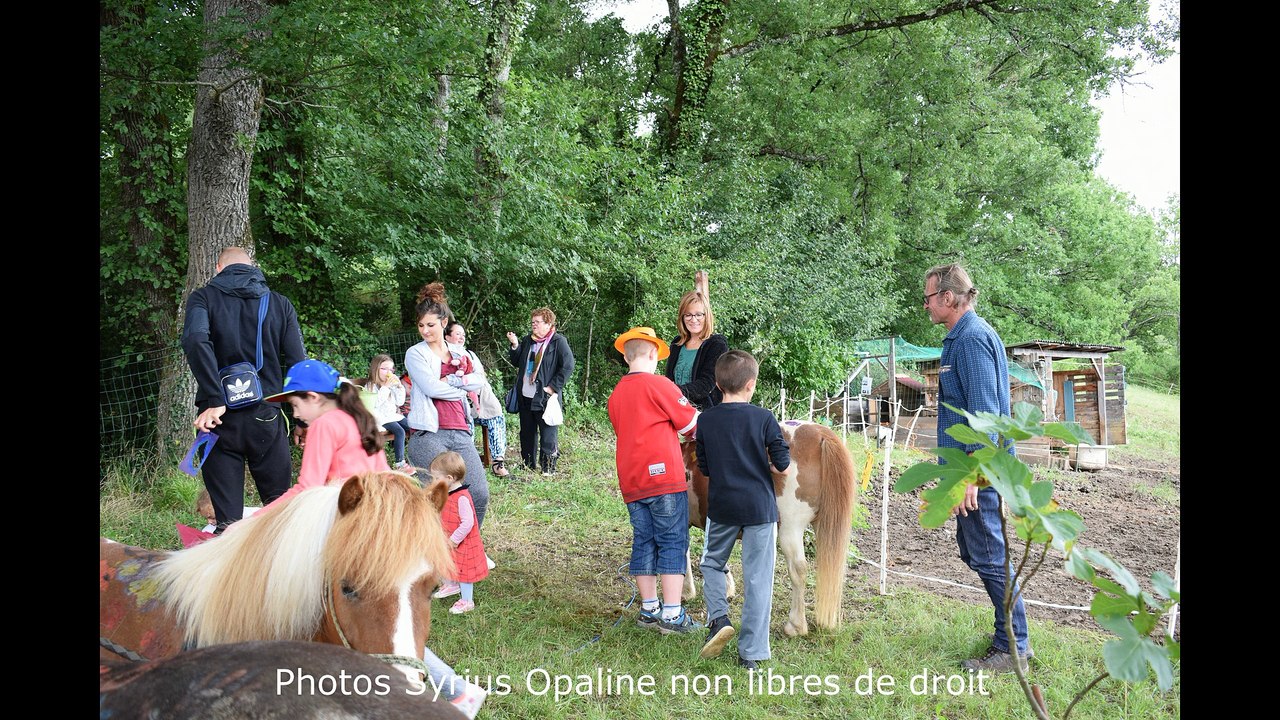 Poneys paint  : Opus 4  Syrius Opaline 2017