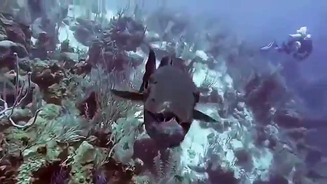 Lion vs Warthog Fight - Lion vs Warthog Struggle to Death