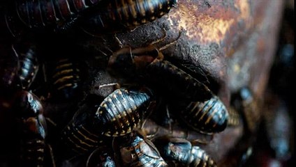 Penny Dreadful : bande annonce