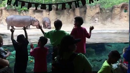 Timothy the hippo is ceberating his birthday tomorrow