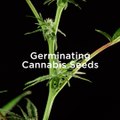 How to germinate marijuana seeds