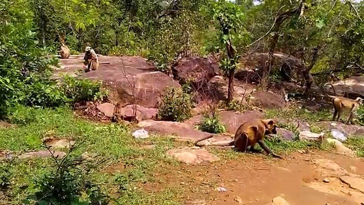 Funny Monkey Dance in India Video 2017