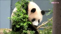 遊んで、寝て、回収、そして大きくなった(๑˃̵ᴗ˂̵)シャンシャン【パンダ】giant panda