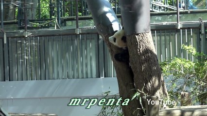 今日のシャンシャン　４月１３日　上野動物園　香香　パンダ