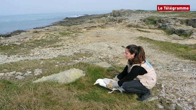 Ile-Grande (22). Un goéland bourgmestre relâché