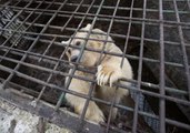 Brown Bear Kept In Captivity in Armenian Restaurant Freed by Animals Rights Workers