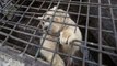Brown Bear Kept In Captivity in Armenian Restaurant Freed by Animals Rights Workers