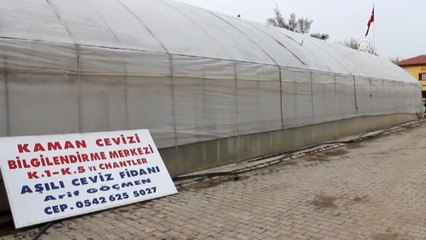 Kaman Cevizinde "Aşı ile Çoğaltma" Dönemi