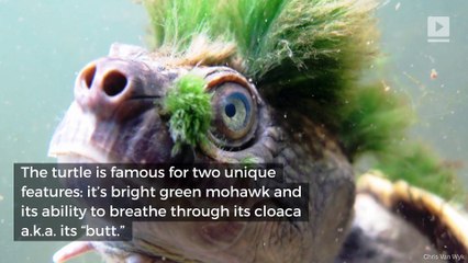 Butt-Breathing Turtle Added to List of Endangered Species