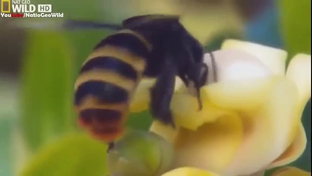 National geographic - Strange Things In the Amazon Forest - BBC wildlife animal documentary