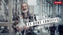 Thierry Bedossa : Comment bien entretenir son chien ?