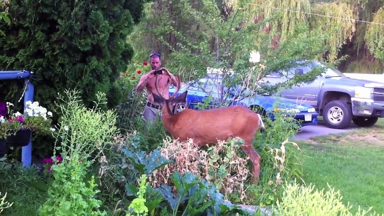 Garden Visitor