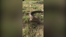 Casi lo mordió una serpiente por andar grabándola con su teléfono