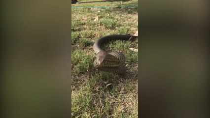 Casi lo mordió una serpiente por andar grabándola con su teléfono