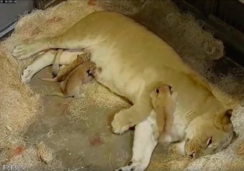 Riverbanks Zoo in South Carolina Welcomes Three New Lion Cubs