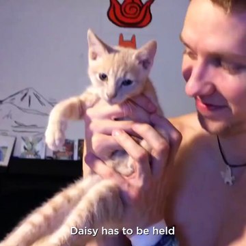 Ce chat a constamment besoin de calin... Mignon mais un peu embêtant