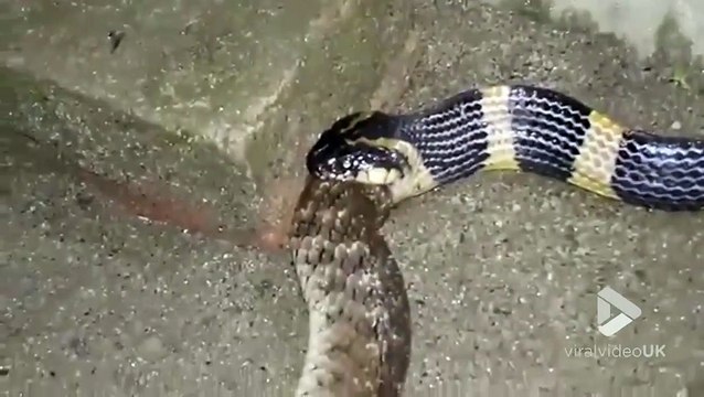 Cet énorme serpent en avale un autre en entier. Impressionnant et terrifiant