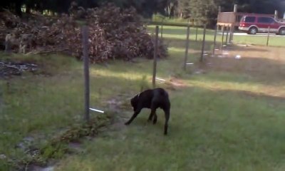 Ce chien va découvrir l'effet de l'électricité... Douloureux