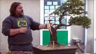 Corin Tomlinson Demonstration at The Heathrow Bonsai Show