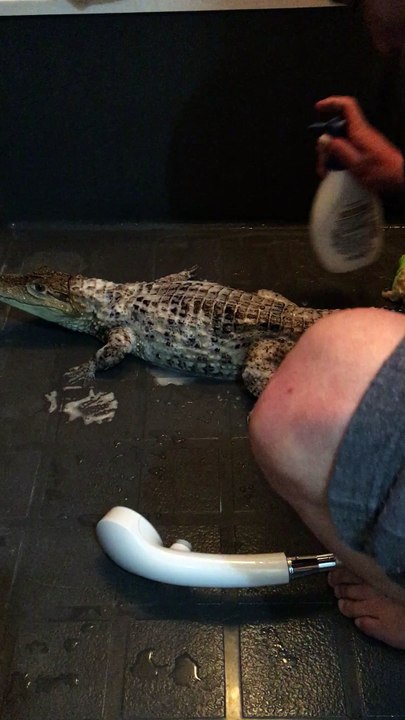 Spectacled Caiman Having a Bath