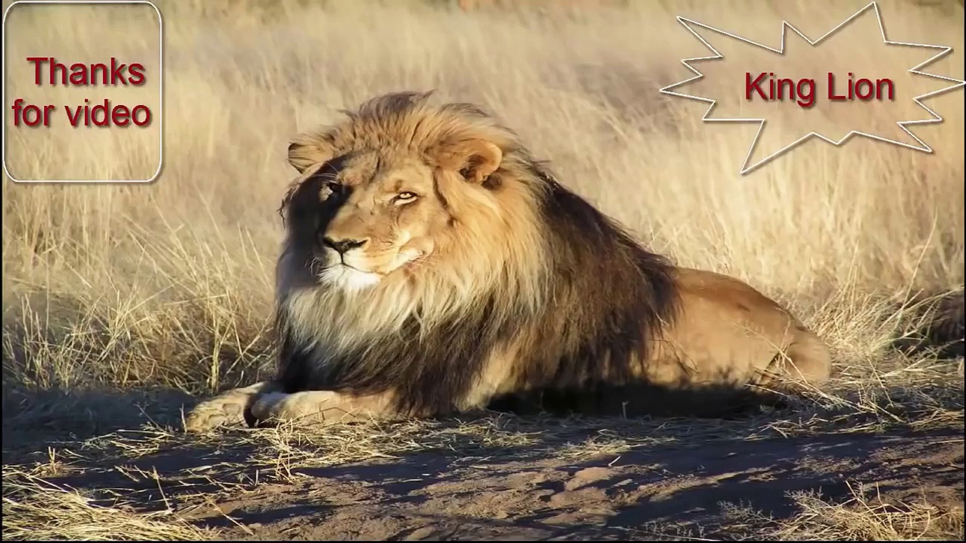 ⁣Snake Documentary Animals Documentaries = Rivers Owners and Lion - Hippos, Crocs, Lions = Wildlif