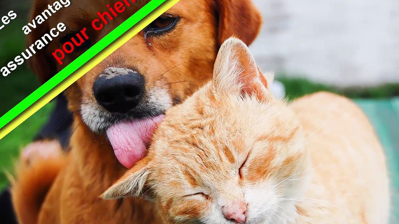 Assurance chiens pas chère