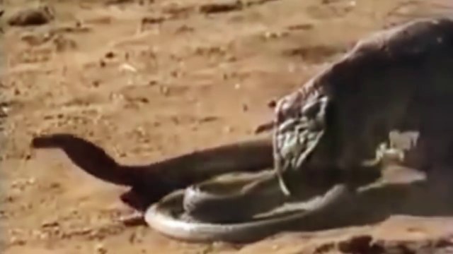 Amazing King Cobra Save Baby Crocodile From Dragon Komodo Hunting Animals Save Other Animals