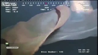 5 Mysterious Sea Creatures Caught On Tape