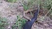 Amazing King cobra vs Red Bellied Black Snake Fight To Death   Best Snake Attack In Africa