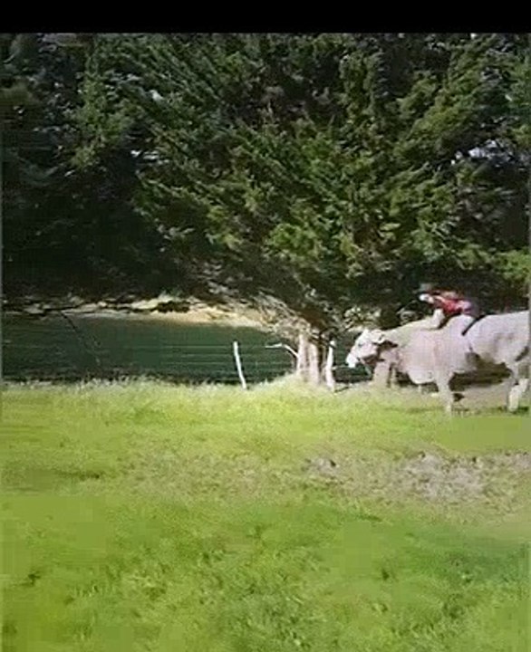 Funny Video: This Cow Thinks It's a Horse | A little bit of this a little bit of that