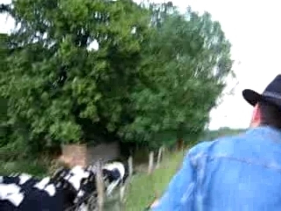 Peter and Cows