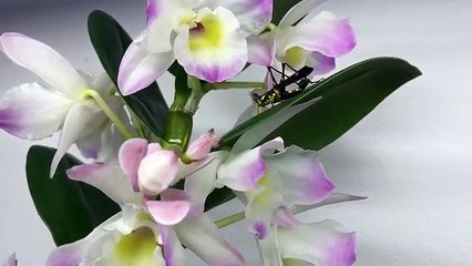 Une orchidée attrape un criquet