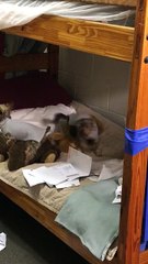 Une partouze de chiens