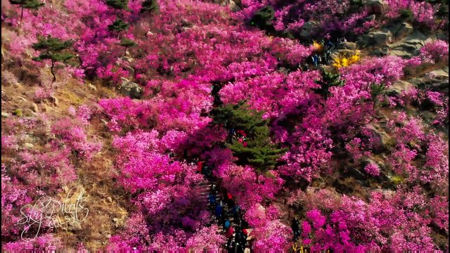 Azaleas - Shooting DJI Mavic Air Video + Panorama Blog China