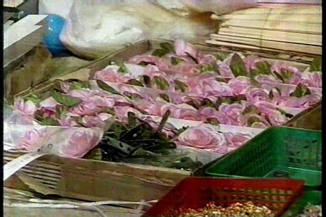 19950331_タモリ倶楽部　君も今から億万長者・おいしい芸能界(秘)ショクナイ情報
