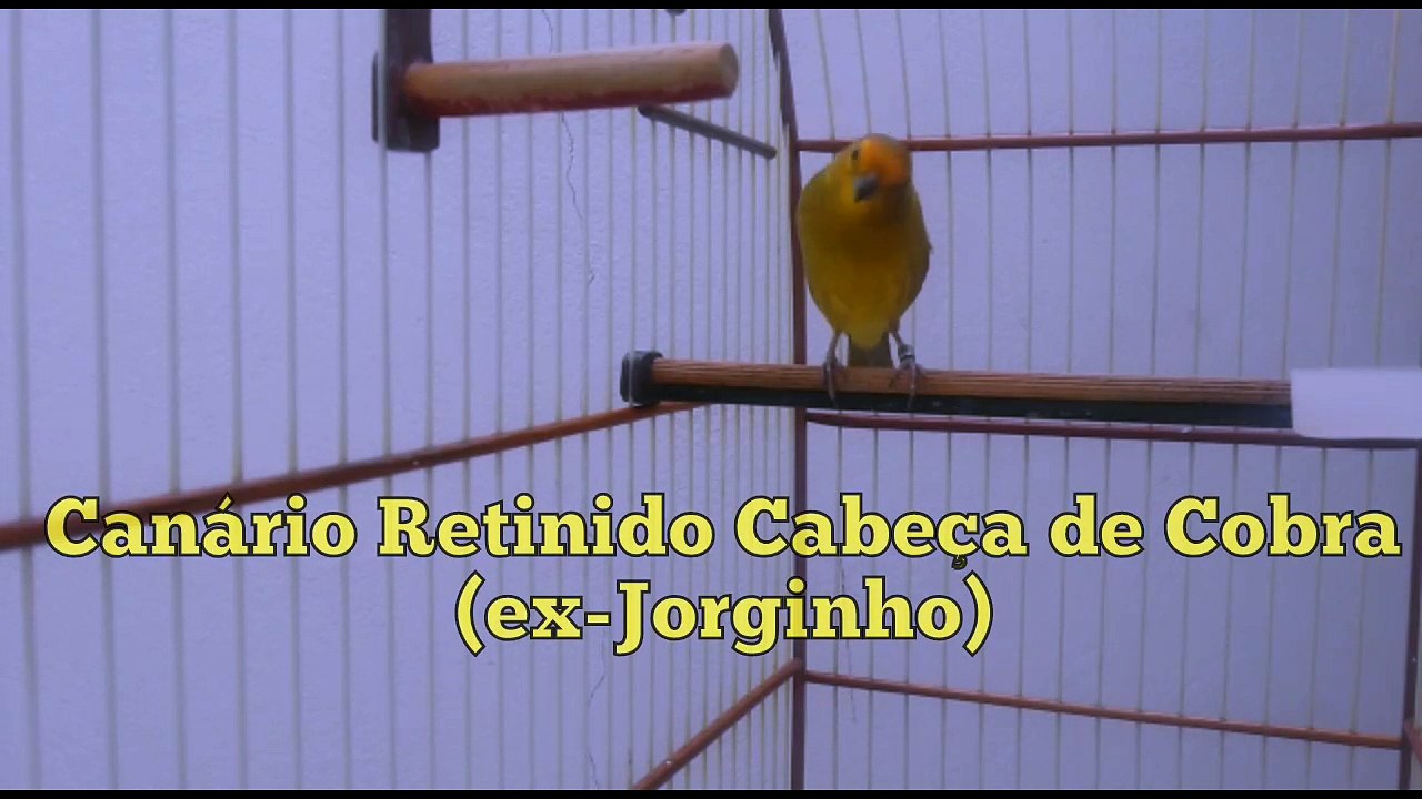 54 Canario Retinido Cabeça de Cobra