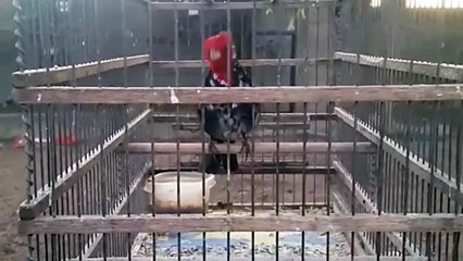 60 Cardeal preto mutação negro