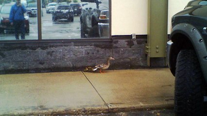 119. mother duck taking baby ducklings for a walk in Red Deer Alberta Canada.