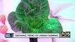Growing trend of urban farming in the Valley
