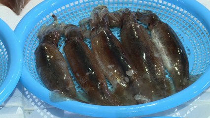 한때 '국민 생선'으로 불렸지만...이유 있는 오징어 '대란' / YTN