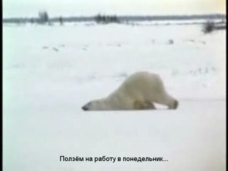 Ползём на работу в понедельник...