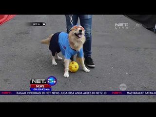 Tải video: Adu Fashion dan Ketangkasan Anjing di Fashion Show Anjing Yogyakarta - NET 24