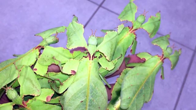 Des feuilles insectes qui marchent sur la main